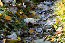 Frost Covered Leaves On The Ground In The English Countryside Of Oxfordshire