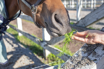 Woman feeding grass to a horse, outdoors, close-up, cropped photo, Concept, animal feeding,