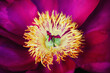 © Laura Stolfi/Stocksy - Extreme close up of pink peony flower head center