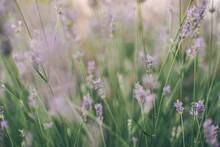 Photograph Of Green Plants With Some Lilac Flowers, In Spring.