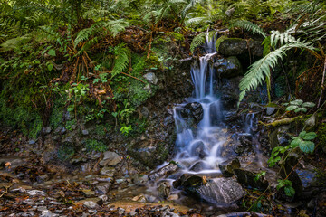 Wall Mural - Small stream waterfall in a green forest