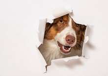 Australian Shepherd Dog Photographed In  A Paper Hole