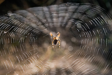 spider in the web