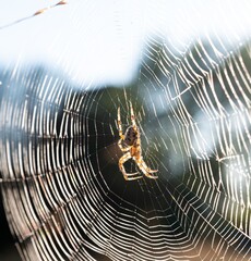 spider web with dew drops