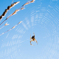 spider on the web