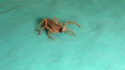 angry spider 
Close Up camel spider isolated on green background.
closeup the mouth of a camel spider
 also known as windscorpion, Solifugae or sun spider.
 wind scorpion, insect, insects, bug