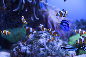 Clown fish in a spacious aquarium on a blue background. Underwater life. A giant saltwater aquarium. Relaxation and therapy for kids in the aquarium.