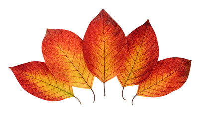 Wall Mural - autumn leaves on white background with clipping path.