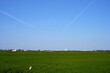 © Raul - Cultivated rice fields with illuminated,