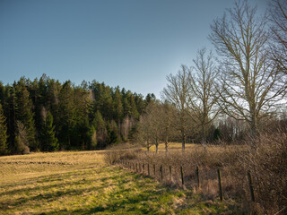 Wall Mural - A fence and a row of oak trees form a perspective line into this photograph. The picture is sidelit by the sun and the shadows of the trees are falling on to the field. It is shot in early spring.