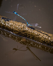 Blue Damselfly Mating On The Lake