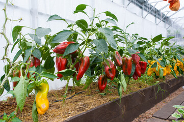 Yellow peppers grow in a neat garden bed in a greenhouse