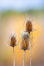 Close-up Of Three Thistles On An Blurred Yellow Background