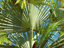 Palm Tree Leaves And Blue Sky Background