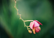 © Kelly Knox/Stocksy - pink orchid on a trailing stem