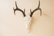 © Alison Winterroth Photography/Stocksy - Antlers Hanging On A Peach Wall