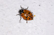 Convergent Lady Beetle of the species Hippodamia convergens