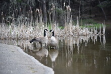 Canada Goose Standing In The Lake
