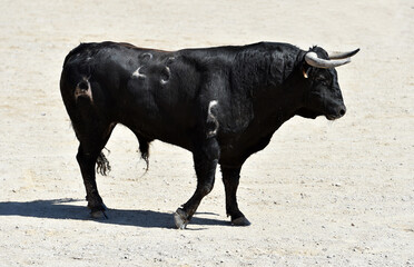 Wall Mural - spanish black bull with big horns on the spectacle of bullfight