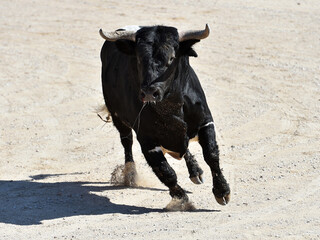 Wall Mural - spanish black bull with big horns on the spectacle of bullfight