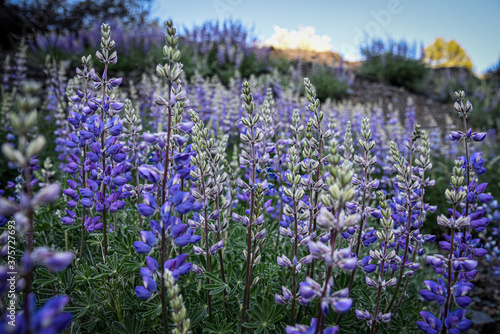 Fotografía Lupine on hillside