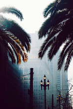 Palm Trees In Downtown San Francisco
