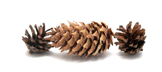 Spruce, pine cones on a white background.