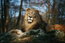Portrait Of A Proud Lion