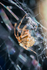 spider feeding on an ant