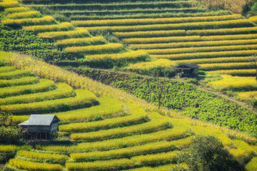 rice terraces on northern of Thailand