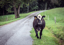 Cow Escapee