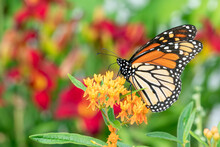 Monarch Butterfly On The Orange Blooms Of A Butterfly Weed With A Colorful Background