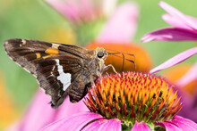 Close Up Of A Silver Spotted Skipper Butterfly On The Bloom Of A Purple Coneflower