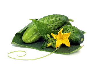 Wall Mural - Two fresh cucumbers with flower and leaves on white background