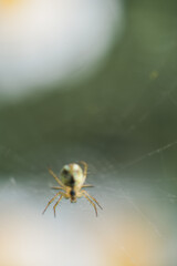 detail of a little bug on the plants
