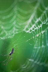 Spider on web covered with dew