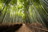 Fototapeta Na drzwi - Arashiyama bamboo forest in Kyoto, Japan.