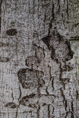 Wall Mural - spotted tree trunk surface texture with marks and cracks