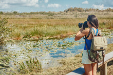 Florida Wetlands Walking Tour Woman Tourist Taking Photo With Camera Of Wildlife Animal. Bird Watching, Alligators, Fish In The Marsh Mangrove Of The Everglades, Keys, USA.