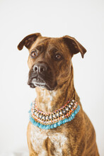 Portrait Of A Boxer Breed Dog With A Fashion Pendant.