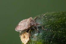 Brown Marmorated Stink Bug On Zucchini