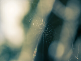 Wall Mural - spider web in the morning
