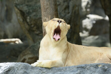 A Lion Yawned In The Animal Part
