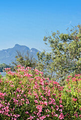 Wall Mural - View of Sabaudia lake - Circeo National Park - Latina Italy