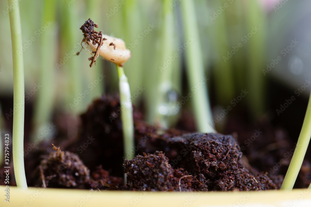 Sprouting Into Spring Macro of sprouting plant in spring Stock Photo | Adobe Stock