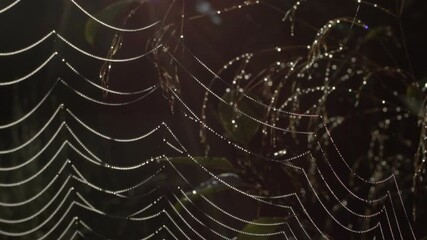wet cobweb in the autumn morning