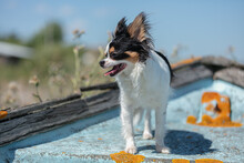 Chihuahua On An Old Blue Fishing Boat