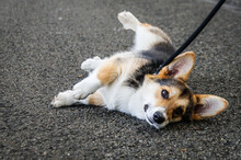 Adorable Welsh Corgi Puppy Rolling Over On The Streets.