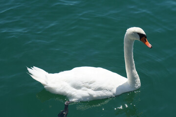 Sticker - Closeup of a beautiful mute swan in the lake