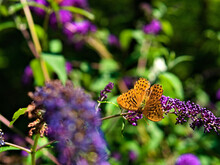 Closeup Of A Great Spangled Fritillary Butterfly Perched On A Flower